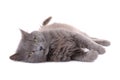 Beautiful grey cat isolated on a white background