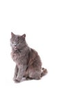 Beautiful grey cat isolated on a white background Royalty Free Stock Photo