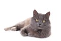 Beautiful grey cat isolated on a white background Royalty Free Stock Photo