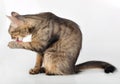 Beautiful grey cat licking her paw