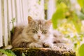 Beautiful grey cat lying on the bench outdoor Royalty Free Stock Photo