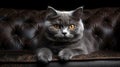 Beautiful grey cat lying on a soft chair. Domestic long hair cat on a sofa. Generative AI