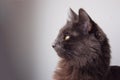 Beautiful grey cat profile. Nebelung profile. Grey background.