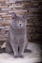 a beautiful grey cat is sitting on the scratching post in front of a brick wall Royalty Free Stock Photo