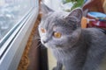 Beautiful grey cat sitting on windowsill and looking out of a window Royalty Free Stock Photo