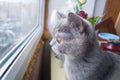 Beautiful grey cat sitting on windowsill and looking out of a window Royalty Free Stock Photo