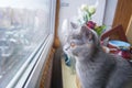 Beautiful grey cat sitting on windowsill and looking out of a window Royalty Free Stock Photo