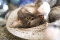 Beautiful grey cat is sleeping in straw hat Royalty Free Stock Photo