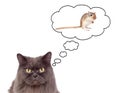 Beautiful grey cat thinking in a mouse Royalty Free Stock Photo