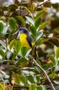 The beautiful Grey-Chinned-Minive F Labuan.