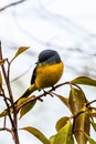 The beautiful Grey-Chinned-Minive F Labuan.