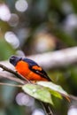 The beautiful Grey-Chinned-Minive M Labuan.