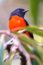 The beautiful Grey-Chinned-Minive M Labuan.