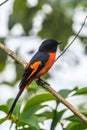 The beautiful Grey-Chinned-Minive M Labuan.