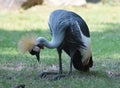 Beautiful Grey Crowned Crane Bird Kneeling in Grass