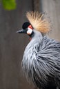 Beautiful Grey Crowned Crane, lat. Balearica regulorum, bird with blue eye and red wattle Royalty Free Stock Photo