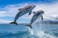 Beautiful grey dolphins jumping above water. Generative AI Royalty Free Stock Photo