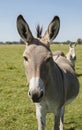 Beautiful grey donkey looking at camera