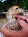 Francolin Royalty Free Stock Photo