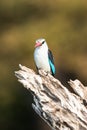 Beautiful grey headed kingfisher with beautiful background