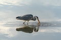 Beautiful Grey Heron Ardea cinerea fishing, with fish in the beak. Royalty Free Stock Photo