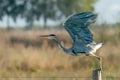 Beautiful Grey Heron Ardea cinerea in flight, Royalty Free Stock Photo