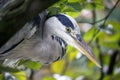 Beautiful Grey Heron Ardea cinerea with a green background Royalty Free Stock Photo
