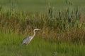 Beautiful Grey Heron Ardea cinerea in natural habitat. Royalty Free Stock Photo