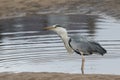 A beautiful Grey Heron Ardea cinerea swallowing a flat fish that it has just caught in the sea in Scotland. Royalty Free Stock Photo