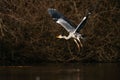 A beautiful Grey heron bird flying close to a lake in a forest Royalty Free Stock Photo