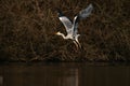A beautiful Grey heron bird flying close to a lake in a forest Royalty Free Stock Photo