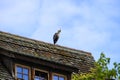 beautiful grey heron with a crest on its head against blue sky sitting on rustic roof of an old house in Ulm, Germany Royalty Free Stock Photo