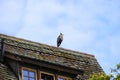 beautiful grey heron with a crest on its head against blue sky sitting on rustic roof of an old house in Ulm, Germany Royalty Free Stock Photo