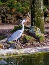 Beautiful grey heron walking at the water side, common bird in The Netherlands Royalty Free Stock Photo