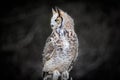 Beautiful Grey horned owl Royalty Free Stock Photo