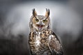 Beautiful Grey horned owl