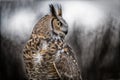 Beautiful Grey horned owl Royalty Free Stock Photo