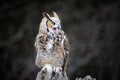 Beautiful Grey horned owl Royalty Free Stock Photo