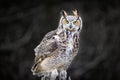 Beautiful Grey horned owl