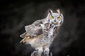 Beautiful Grey horned owl