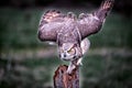 A beautiful grey horned owl