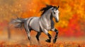 Beautiful grey horse galloping in the park in autumn Royalty Free Stock Photo
