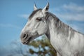 Beautiful grey horse in White Apple, close-up of muzzle, cute look, mane, background of running field, corral, trees Royalty Free Stock Photo