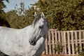 Beautiful grey horse in White Apple, close-up of muzzle, cute look, mane, background of running field, corral, trees Royalty Free Stock Photo