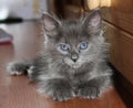 Beautiful grey kitten with blue eyes