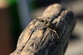 Beautiful Grey Longhorn beetle sits on gray wood Royalty Free Stock Photo