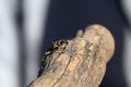 Beautiful Grey Longhorn beetle sits on gray wood Royalty Free Stock Photo