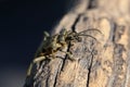 Beautiful Grey Longhorn beetle sits on gray wood Royalty Free Stock Photo