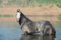 Beautiful grey Marwari stallion posing in river at early morning . india