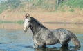 Beautiful grey Marwari stallion posing in river at early morning . india